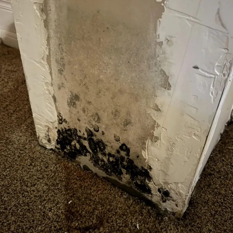 Professional Mold Removal in Olympia Fields, IL